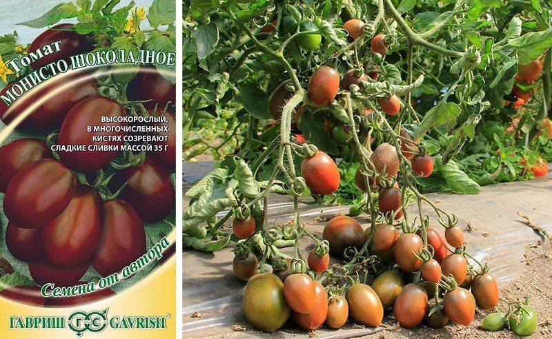 Описание сорта томат шоколадный зайчик и его характеристики - все о фермерстве, растениях и урожае