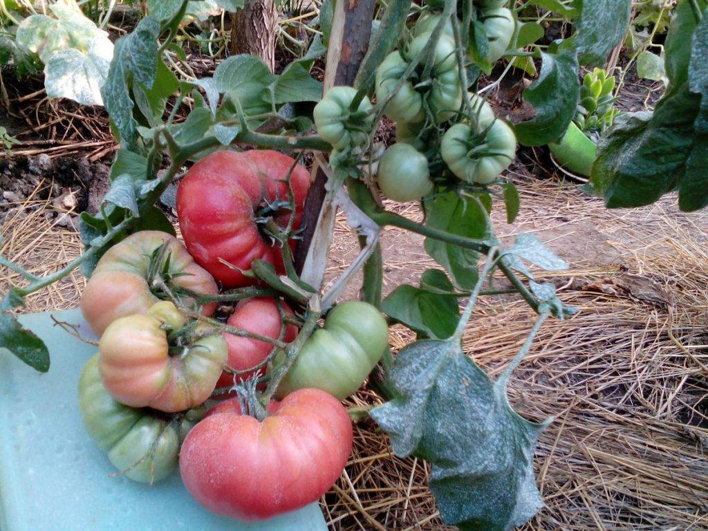Томат «малиновый гигант»: описание, характеристика, урожайность, видеообзор томата, уход, отзывы