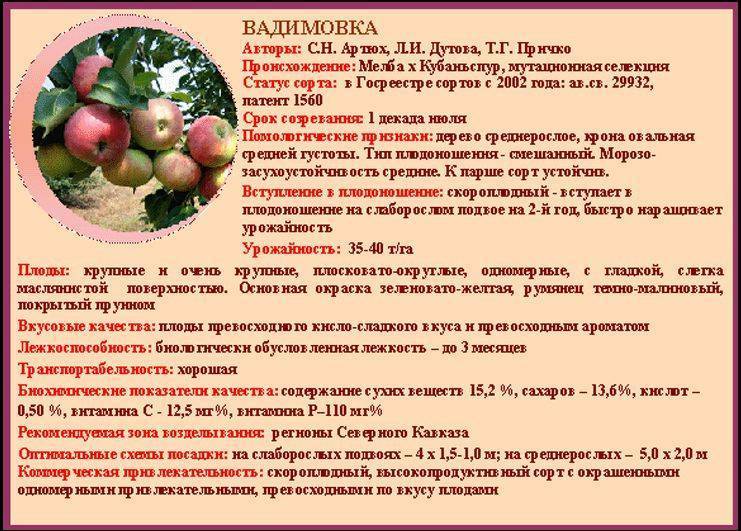Яблоня макинтош: описание сорта, фото, отзывы садоводов