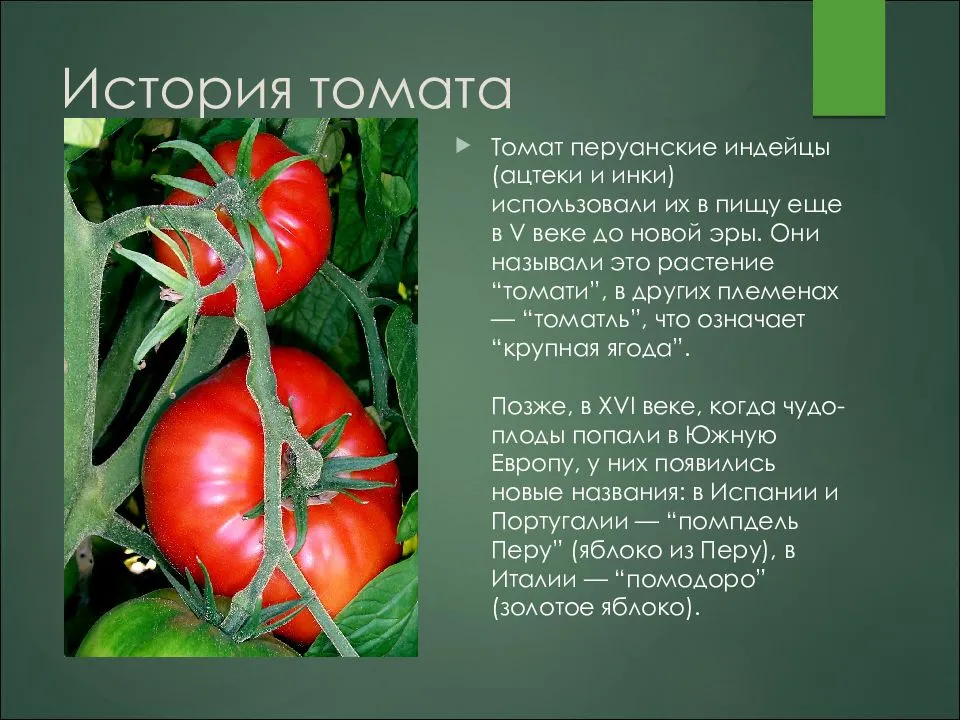 Как вырастить помидор весом 1,5 кг и более? секреты вращивания крупноплодных томатов