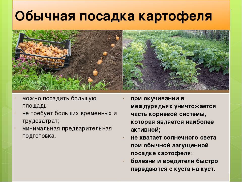 Выращивание картофеля в мешках: технология посадки, пошаговая инструкция и другие особенности, видео