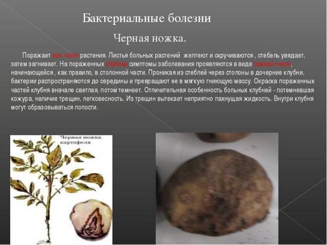 Фузариоз картофеля: описание и меры борьбы, профилактика и лечение с фото