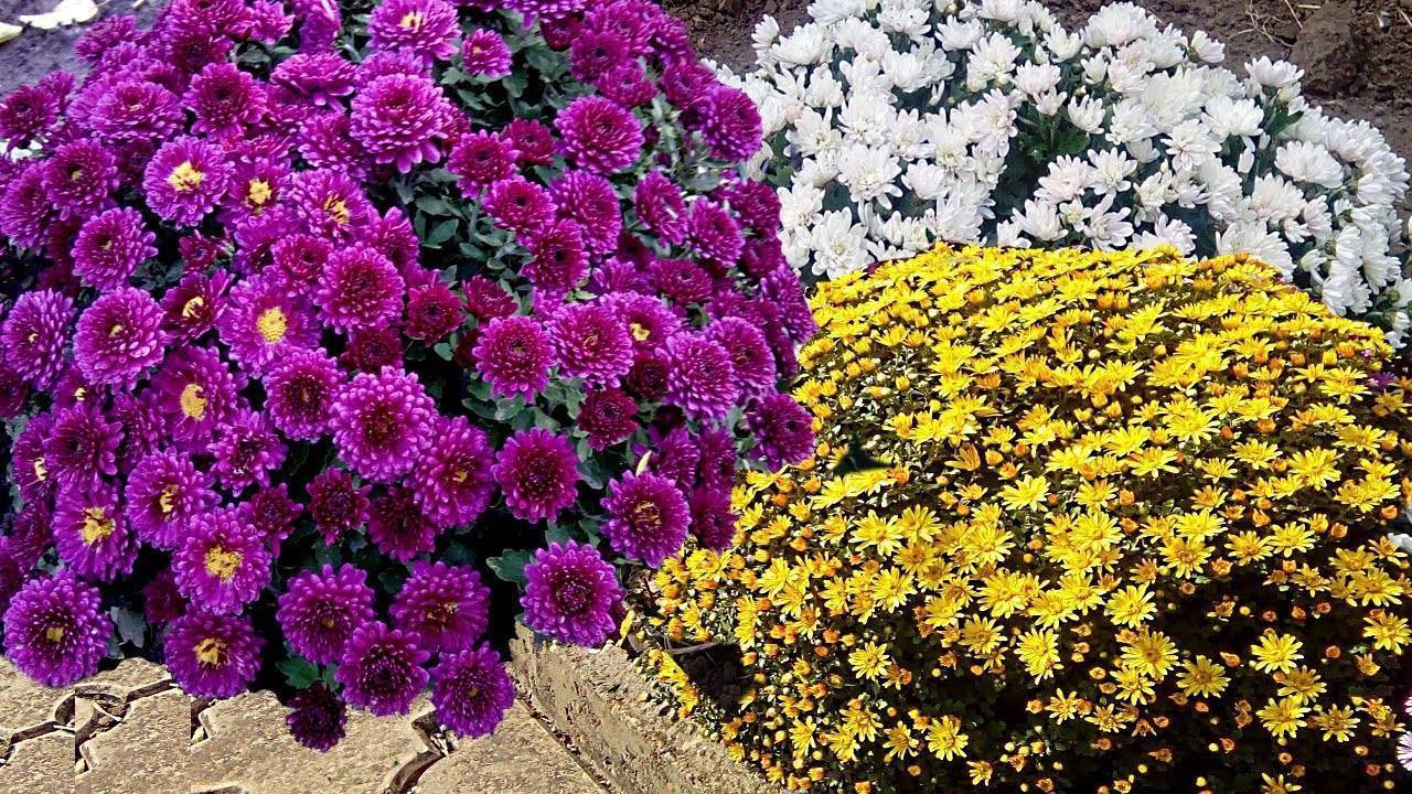 Лучшие сорта хризантем мультифлора (шаровидные) с фото и описанием