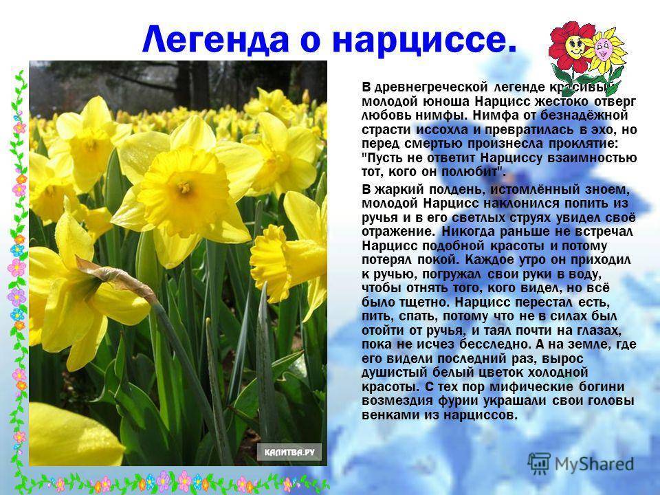 Нарцисс: посадка, уход и выращивание в открытом грунте (+фото цветов)