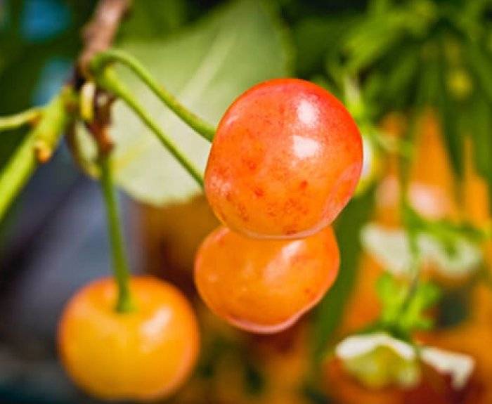 Желтая черешня: сорта насаждений, их подробное описание с фото, характеристики плодов, а также рекомендации по выбору желтоплодной ягоды для разных регионов