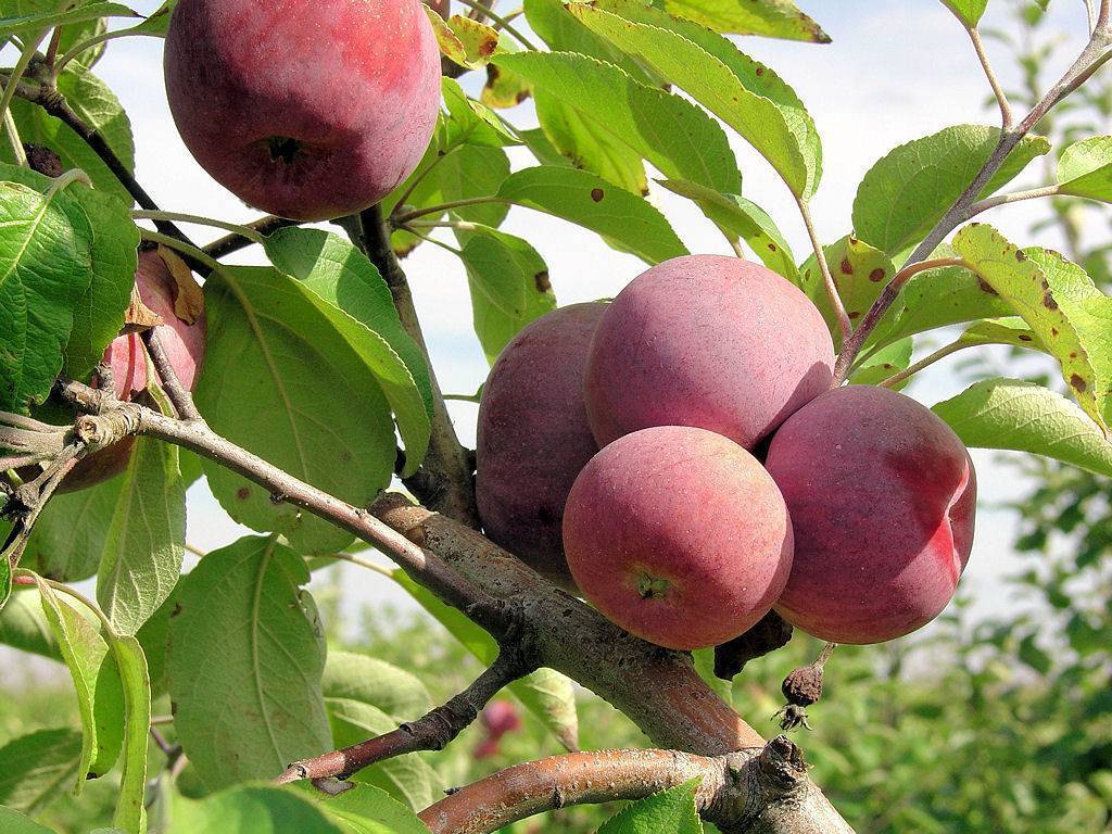 Описание и особенности выращивания яблони сорта легенда