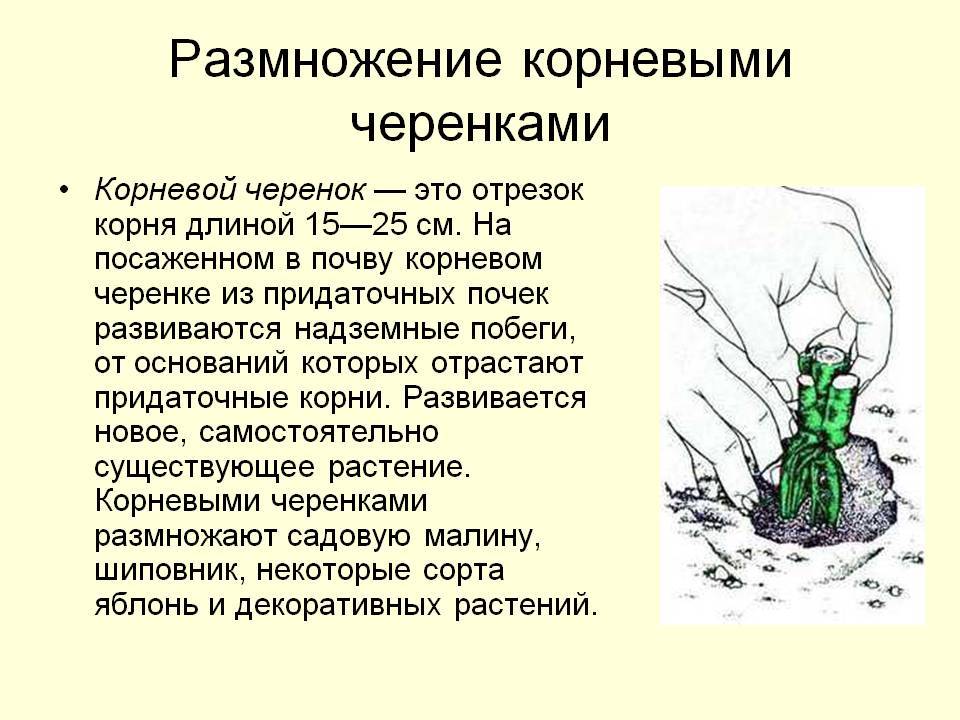 Размножение корневыми черенками рисунок