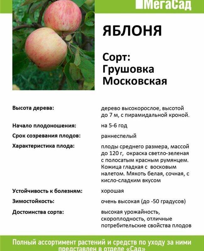 Описание сорта яблони Грушовка московская, технология посадки и уход