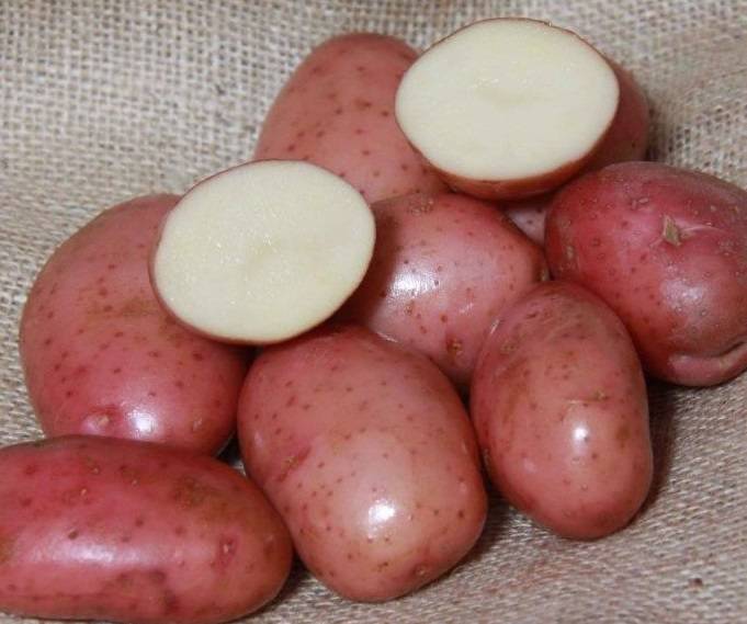 Раннеспелый устойчивый к засухе сорт картофеля «ред леди» для долгого хранения