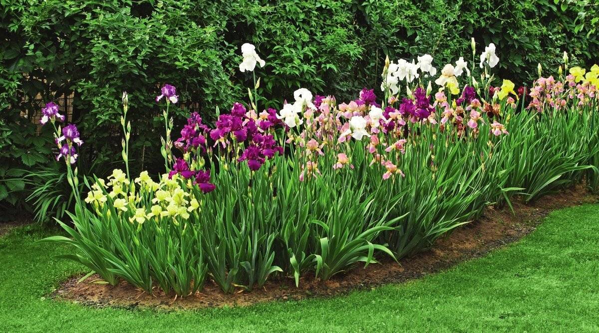 С какими цветами посадить лилии - фото 5 лучших идей