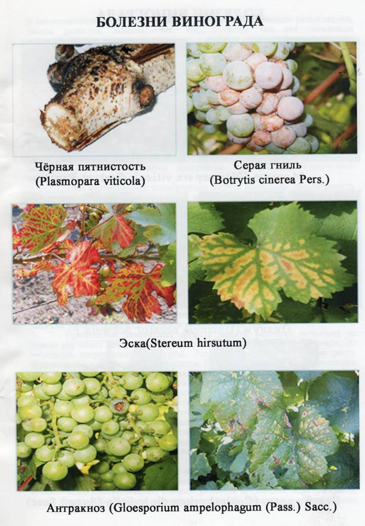 Антракноз винограда: описание с фото и чем лечить