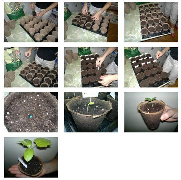 Как посадить помидоры на рассаду правильно