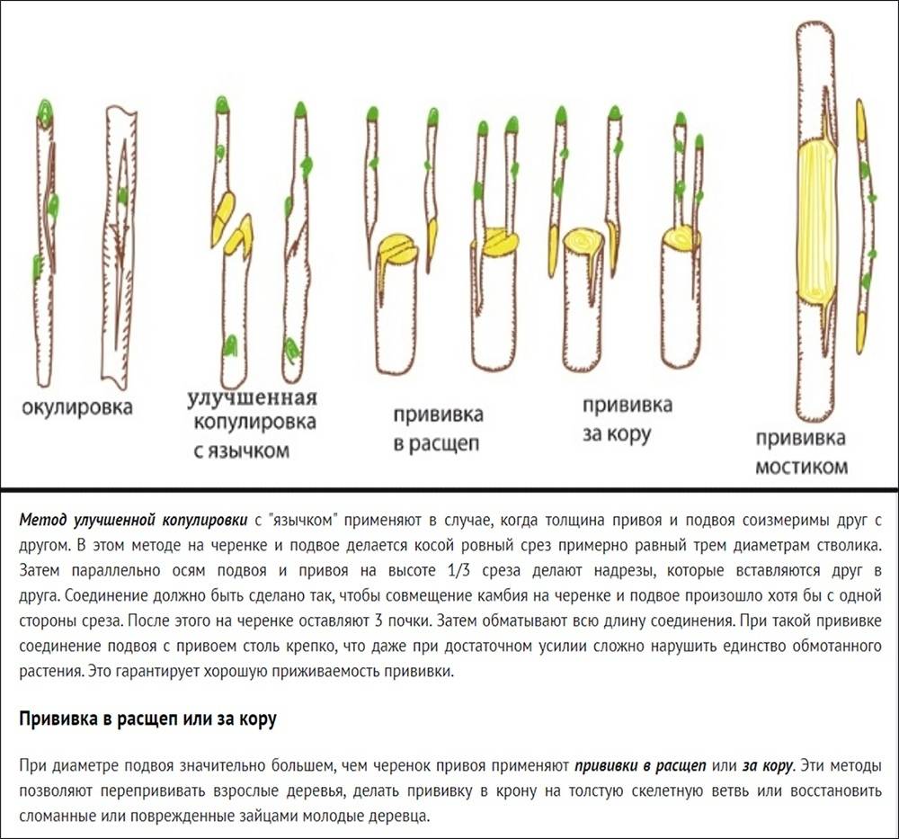 Помидофель: описание и характеристики гибрида с фото, правила прививки, уход, отзывы