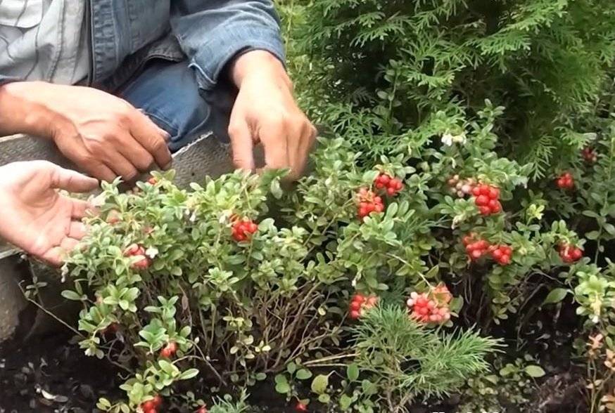 Морошка — размножение в домашних условиях, полезные свойства и противопоказания, выращивание в саду, где растет + фото ягоды