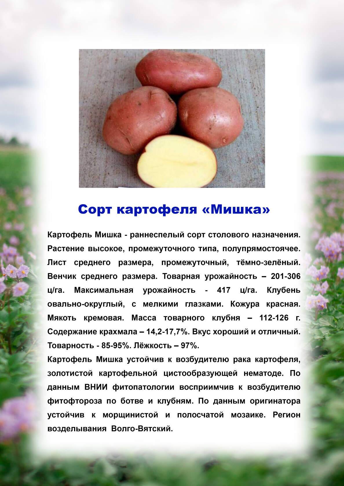 Картофель гулливер: описание сорта, фото, характеристика