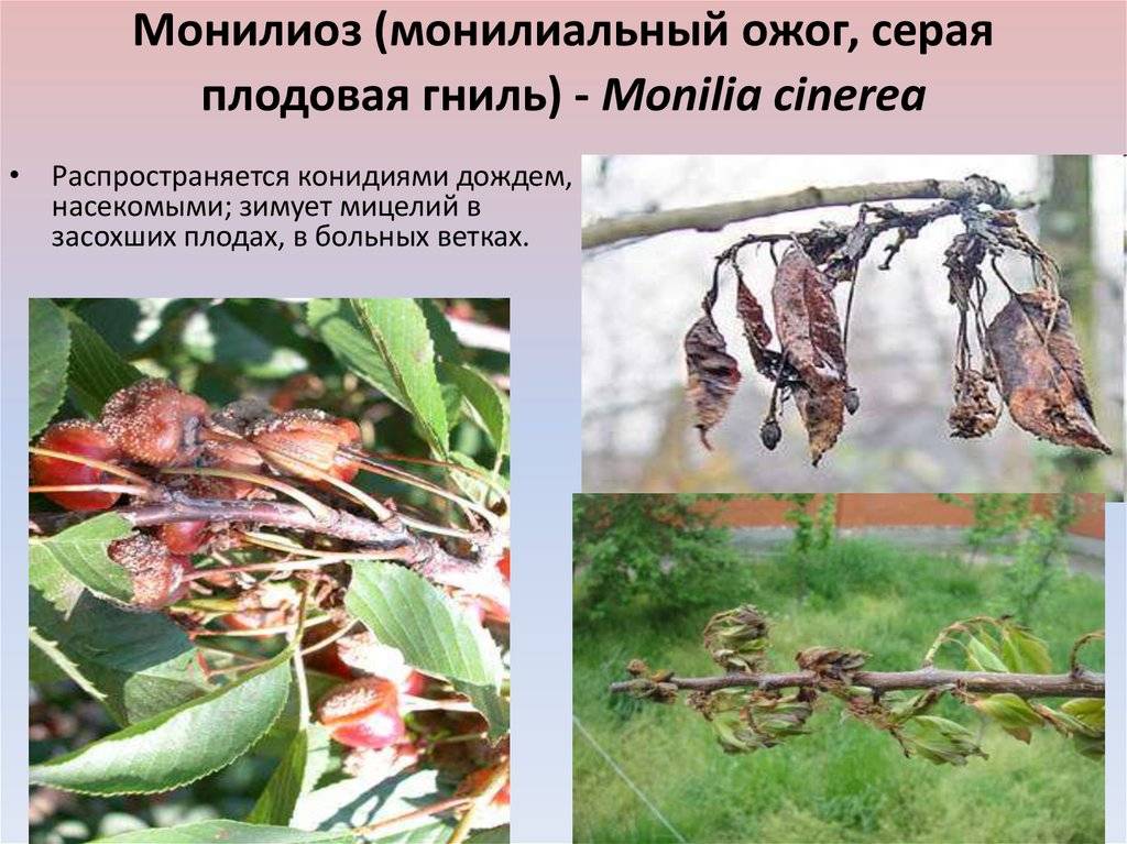 Почему скручиваются листья у войлочной вишни, болезни и вредители, лечение и борьба с ними