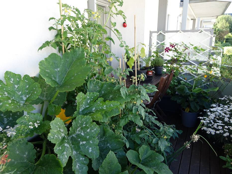 ✅ как вырастить тыкву в квартире. выращивание тыквы на балконе - живой-сад.рф