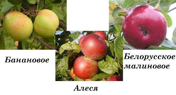 Яблоня алеся: отзывы, фото, описание сорта, урожайность, особенности по уходу, посадка, выращивание, подкормка, обрезка дерева