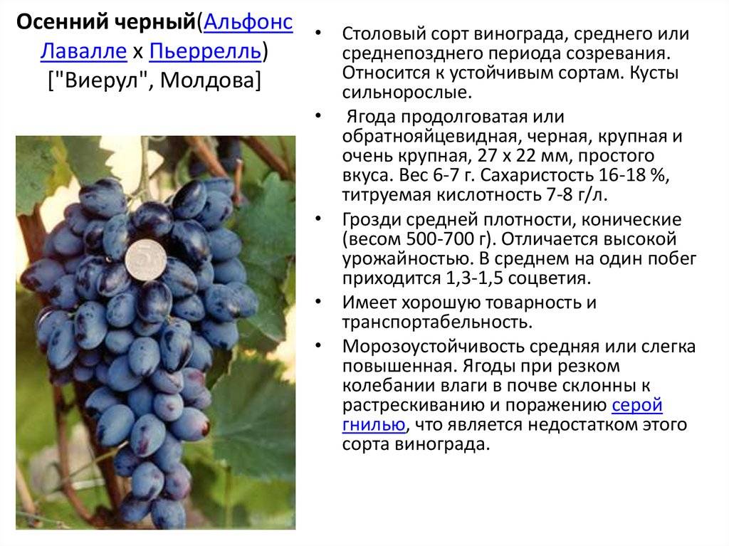 Описание винограда сорта долгожданный, правила посадки и ухода