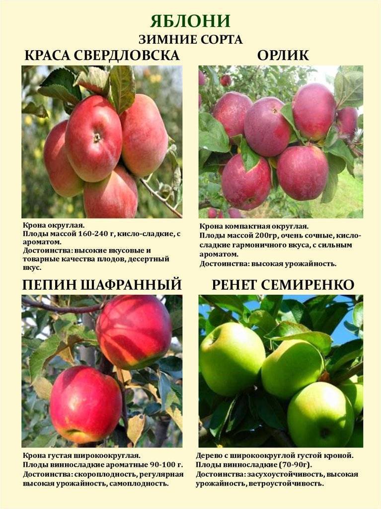 Посадка яблони фуджи. яблоня фуджи: описание, фото, отзывы