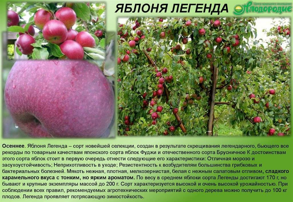 Описание и особенности выращивания яблони сорта Легенда