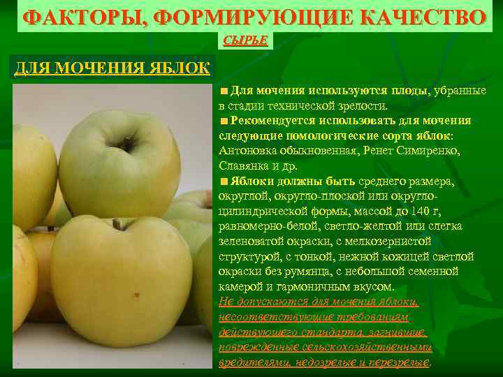 Яблоня ренет симиренко: описание, посадка, выращивание