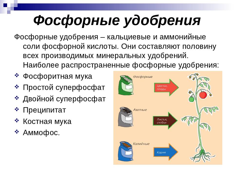 Фосфорные удобрения: их значение и применение, виды :: syl.ru