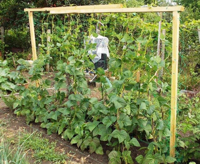 Стручковая фасоль: выращивание и уход на огороде в открытом грунте, фото как растет и виды, лучшие сорта