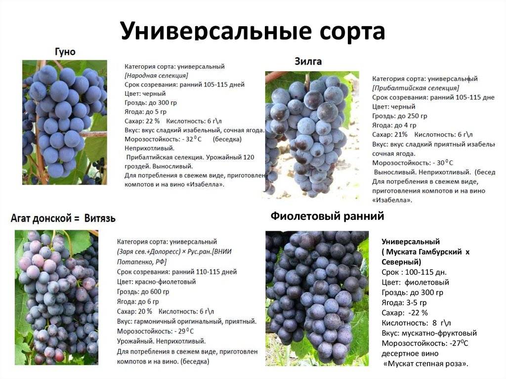 Описание и технология выращивания винограда сорта сенсация