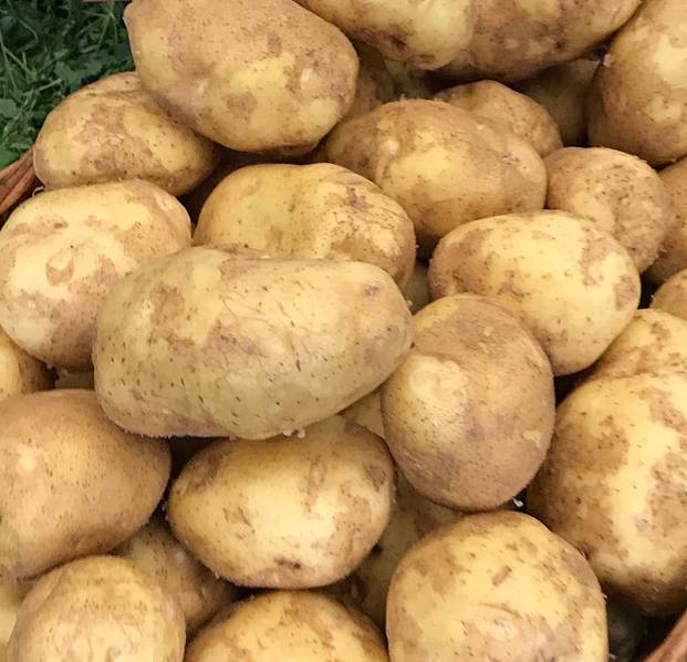 Сорт картофеля «славянка» – описание и фото