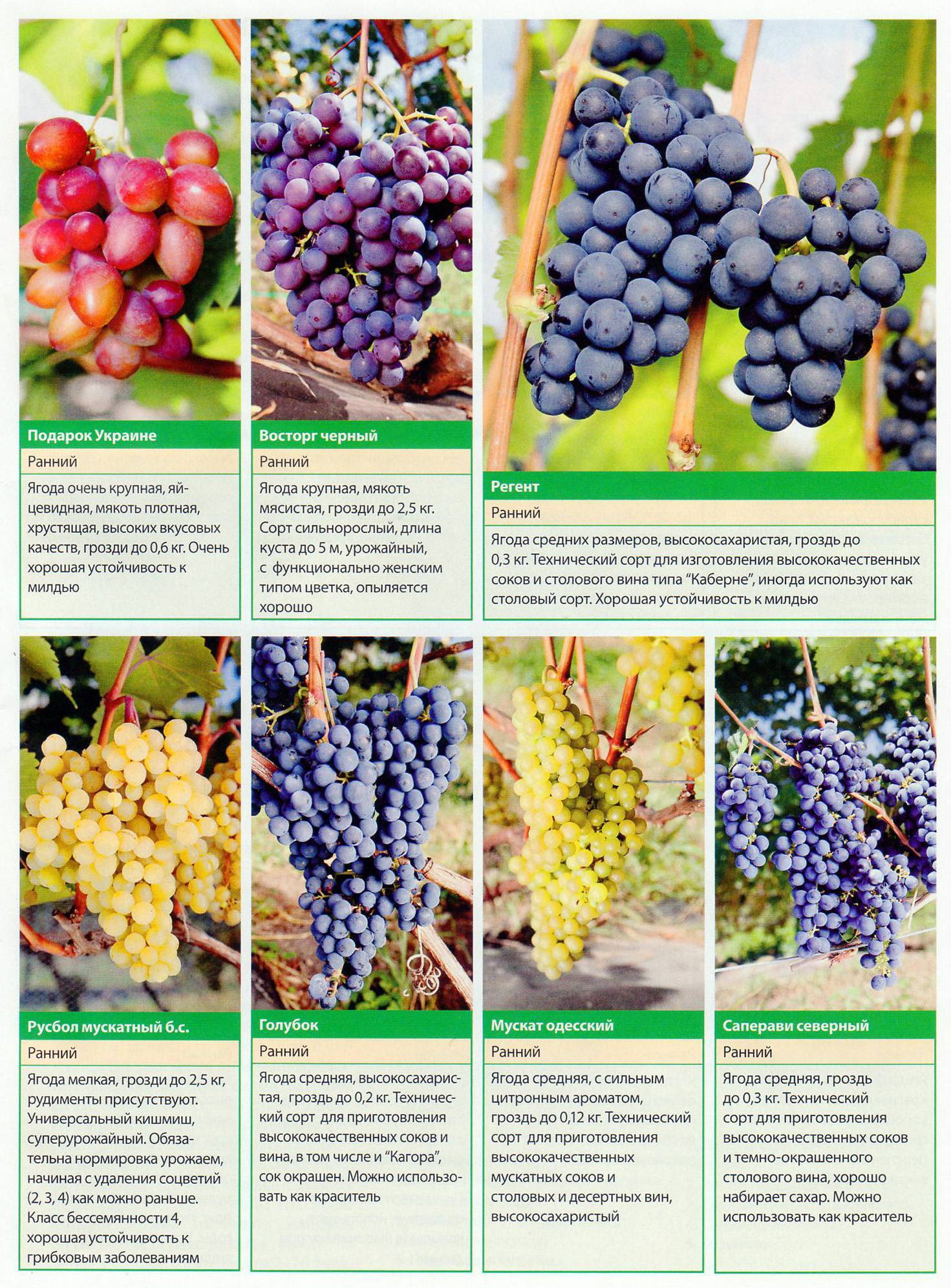 Описание, технология выращивания и отзывы о сорте винограда жемчуг сабо
