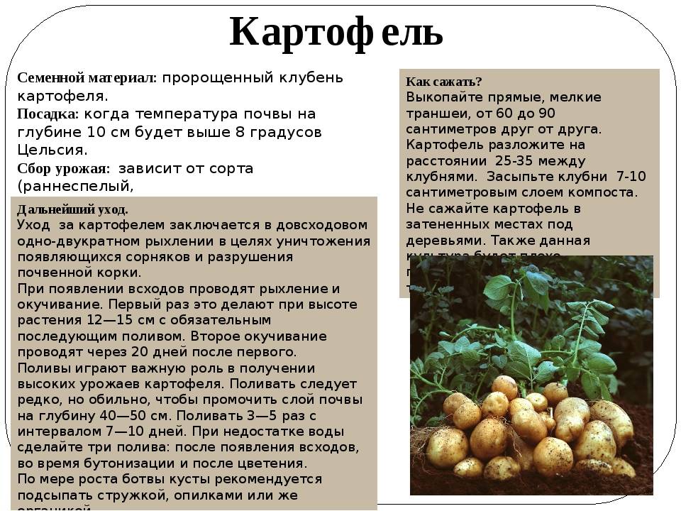 Сорт картофеля «славянка»: описание, качества, выращивание и уход