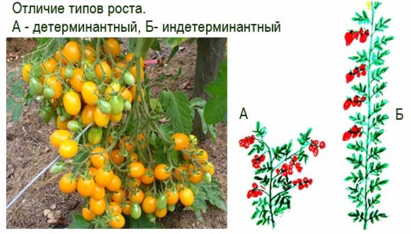 Оранжевые томаты: популярные сорта помидоров, характеристика и описание для открытого грунта