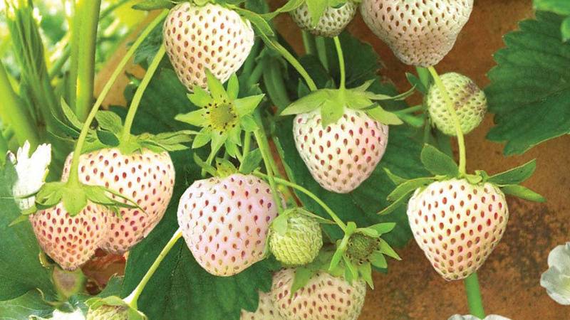 Ананасная ягода пайнберри (pineberry). неубиваемое растение-спрут