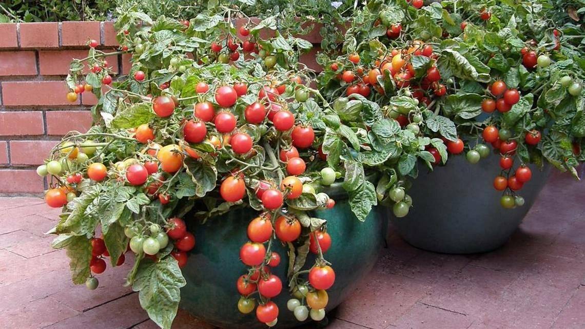 Как посадить и вырастить на подоконнике помидоры: лучшие сорта томатов для выращивания в домашних условиях, особенности посадки и ухода за растениями дома