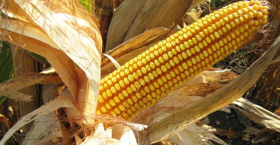10 лучших сортов сахарной кукурузы для выращивания - общая информация - 2021