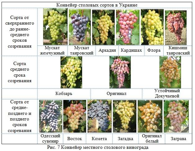 Описание винограда сорта Красотка, технология посадки и ухода