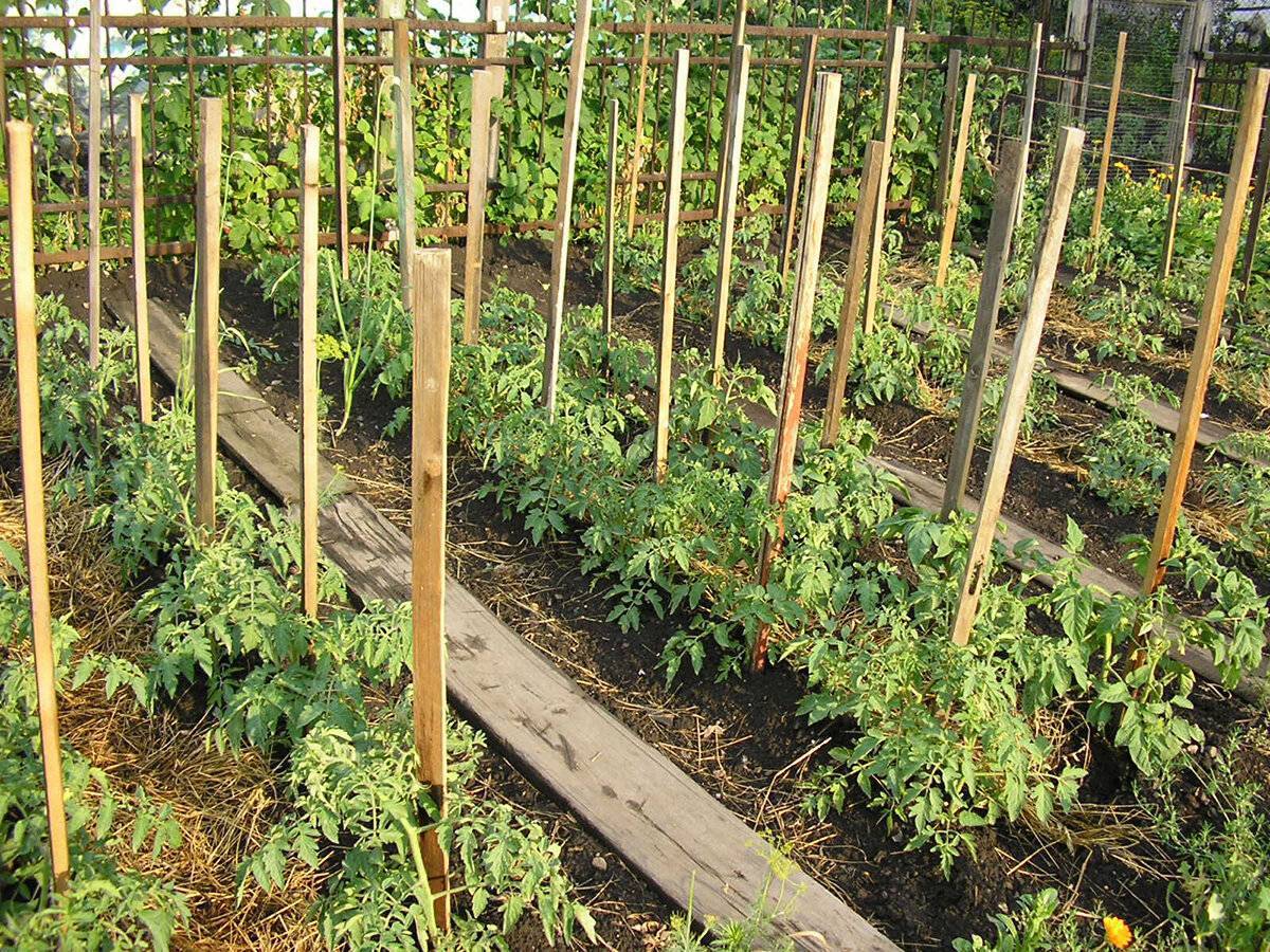 Как я выращиваю томаты на шпалере. преимущества и недостатки метода. фото — ботаничка