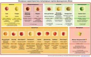 Персик — выращивание и уход. посадка, размножение, защита. сорта для различных регионов. фото — ботаничка