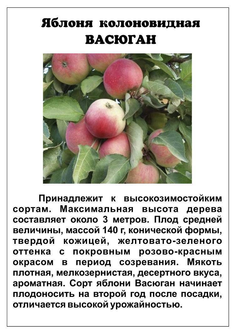 Яблоня «грушовка московская»: описание сорта, посадка и уход