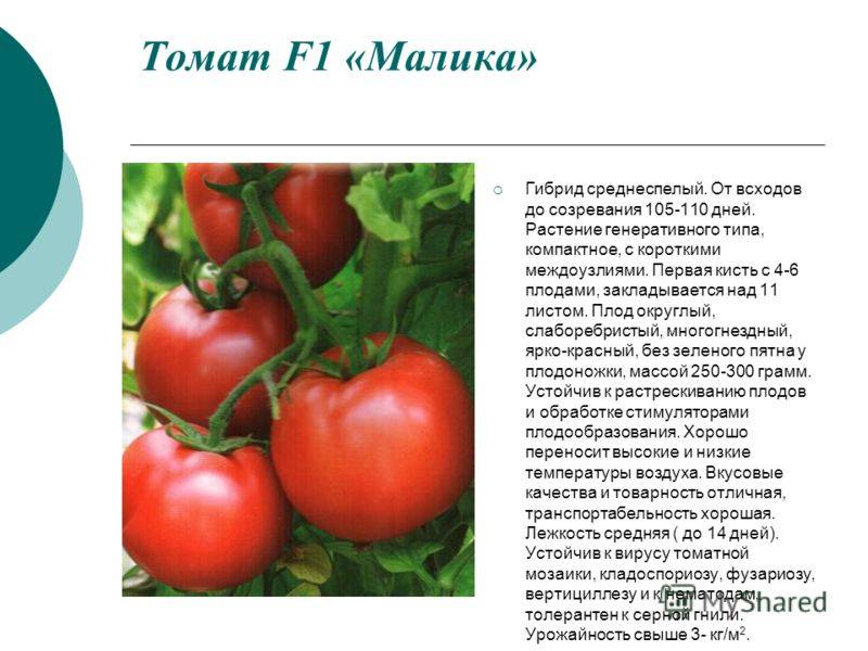 Описание гибридного томата Малика и разведение рассадным методом