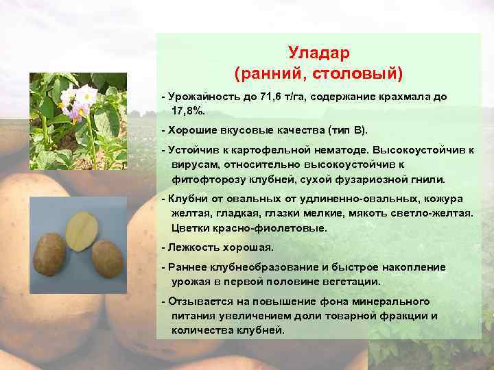 Характеристики и особенности выращивания картофеля бриз