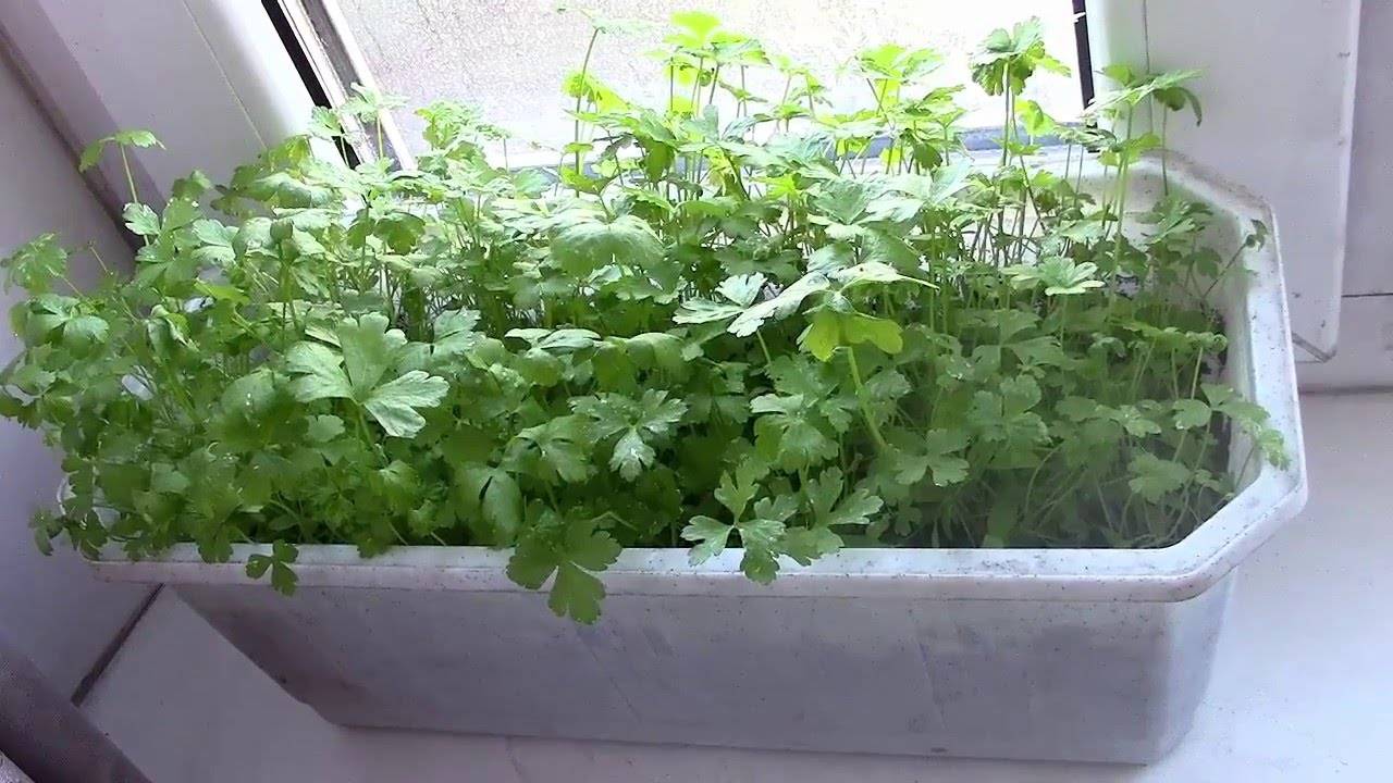 Кориандр на подоконнике: как вырастить в домашних условиях в квартире из семян зимой