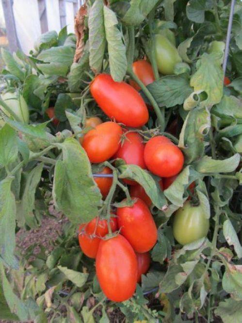 Характеристика сорта томатов торквей - мыдачники