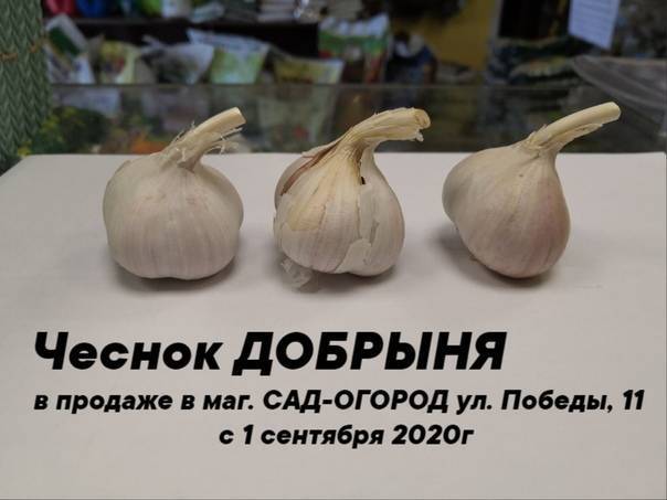 Сорта чеснока - описание, особенности выращивания и отзывы :: syl.ru