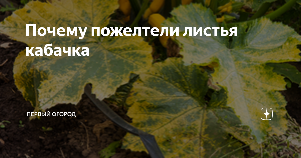 Почему желтеют листья у кабачков в открытом грунте, что делать, чем опрыскать - onwomen.ru