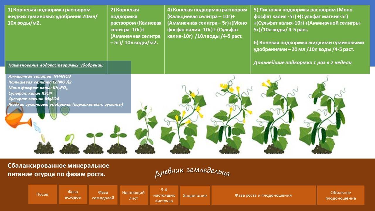 Посадка огурцов в открытый грунт семенами в 2022 году: как и когда сажать пошаговая инструкция