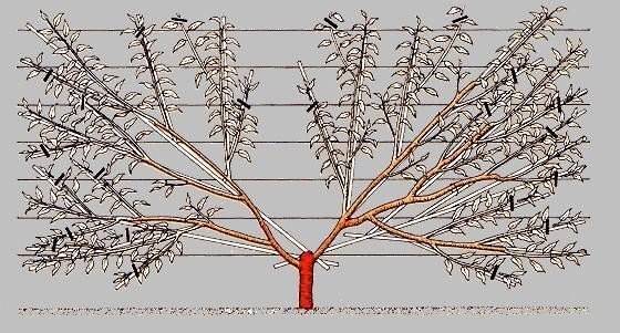 Миндаль из косточки: как вырастить дерево из ореха, где лучше посадить — дома или в огороде, и нюансы выращивания культуры из семян в разных условиях