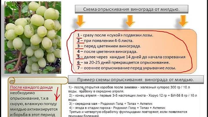 Полив винограда весной и летом: как правильно поливать после и во время цветения, созревания