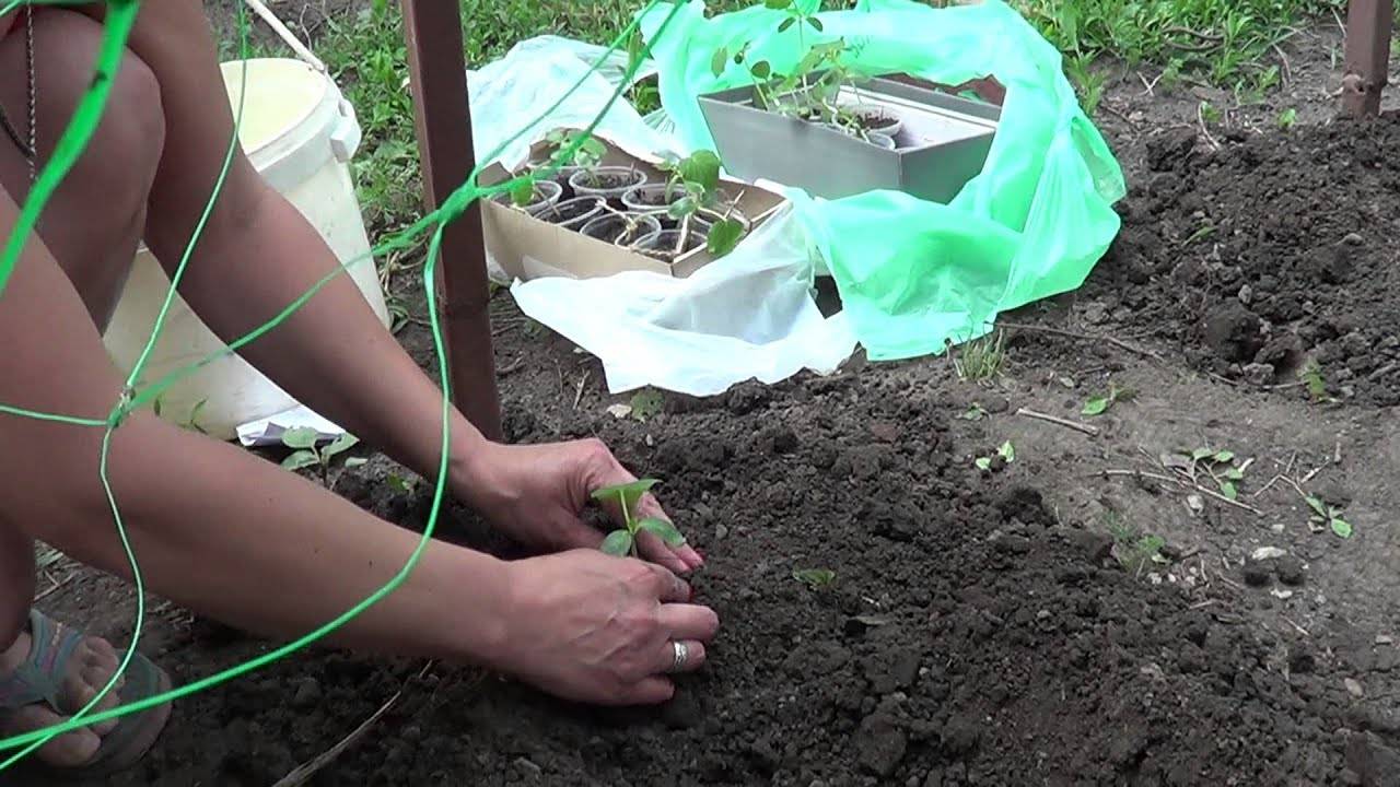 Выращивание огурцов в открытом грунте: правила и рекомендации
